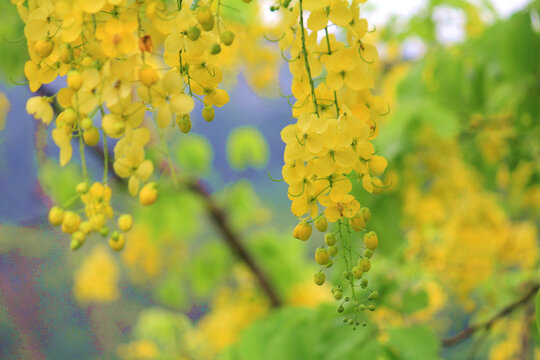黄花