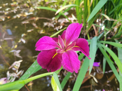 紫色鸢尾花特写