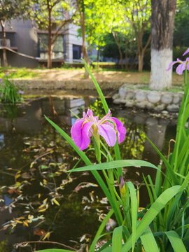 紫色鸢尾花