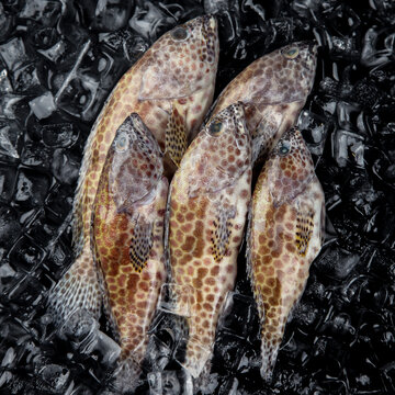 蜂巢石斑鱼