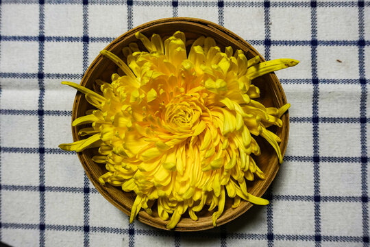 黄贡菊