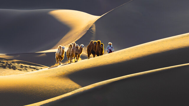 黄昏走在库木塔格沙漠中的驼队