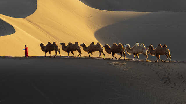 黄昏走在库木塔格沙漠中的驼队