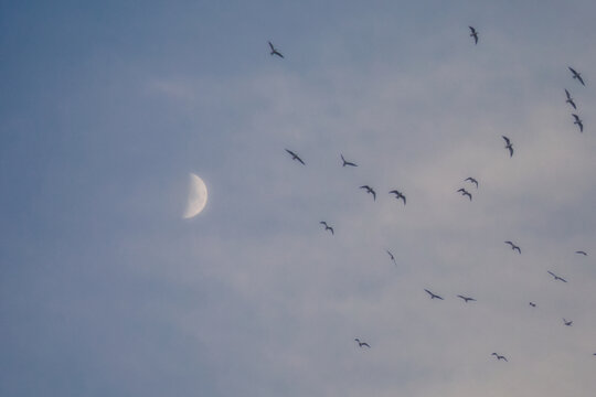 天空中鸟群追逐月亮上弦月