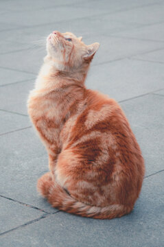 橘猫仰望
