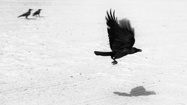 黑白摄影作品沙滩上的鸟