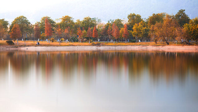 秋日公园的绚丽红枫林湖景