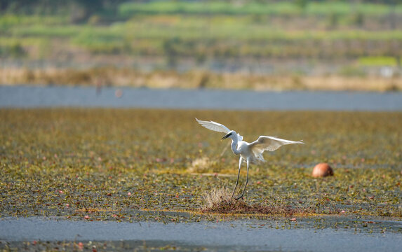 云南北海湿地飞翔的白鹭