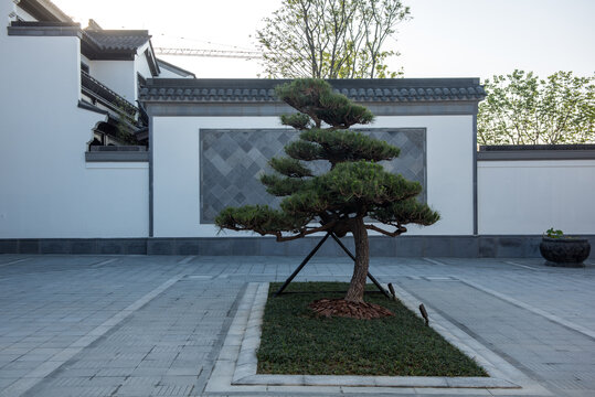合院建筑青松风景