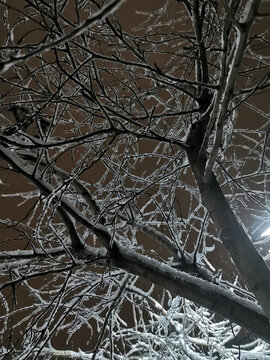 冰冻树