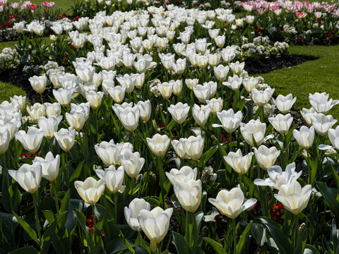 皇家植物园花卉