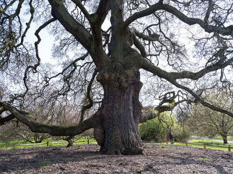 英国皇家植物园古树