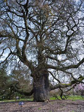 英国皇家植物园古树