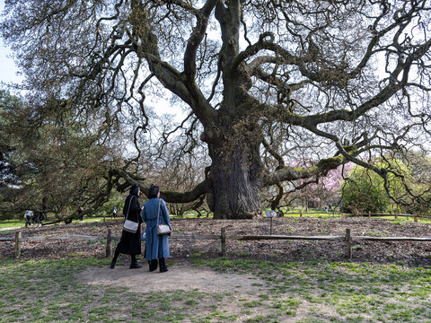 英国皇家植物园大树