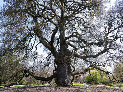 英国皇家植物园大树