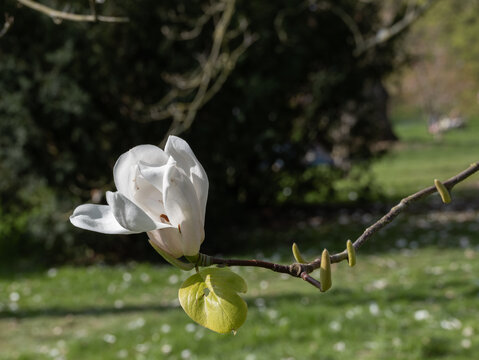英国皇家植物园玉兰花