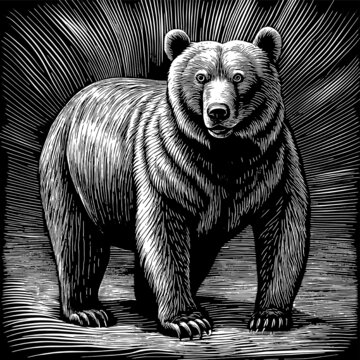 棕熊的黑白线稿