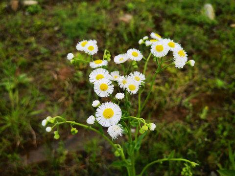 白色野雏菊花朵