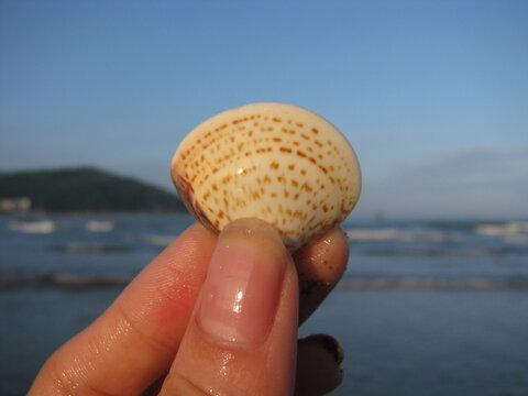 海边贝壳