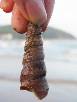 海螺贝壳钉螺