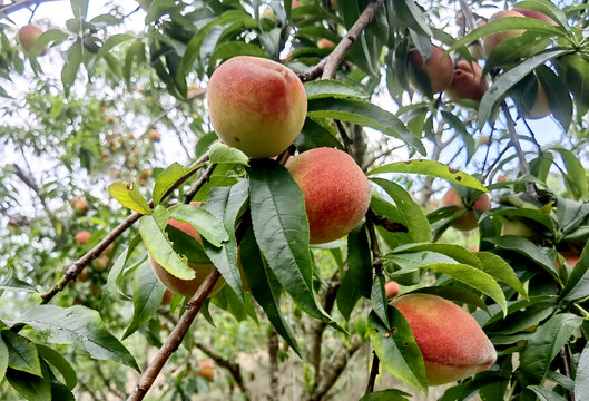 树上的桃子