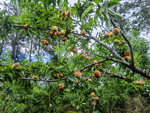 新鲜蜜桃