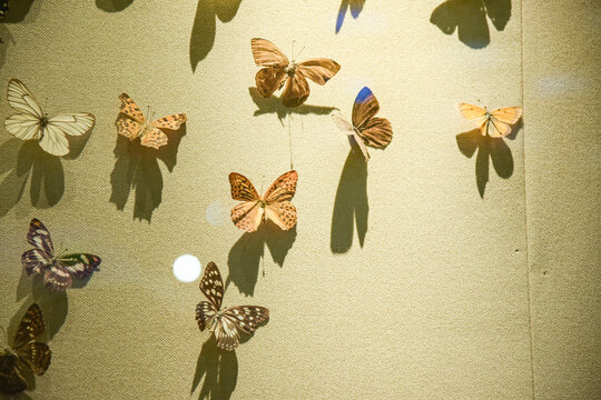 满墙蝴蝶标本