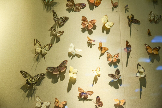 满墙蝴蝶标本