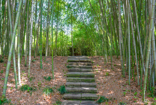 竹林石阶