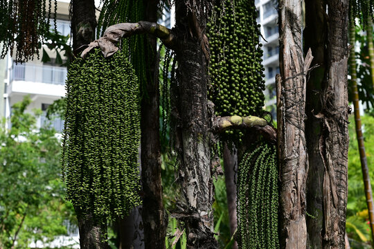 海南热带植物