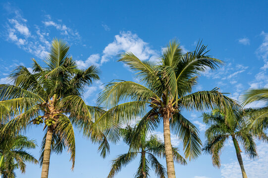 蓝天白云椰子树林