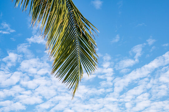 蓝天白云椰子树叶