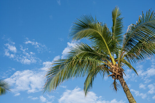 蓝天椰子树