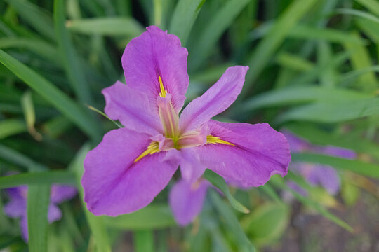 紫色玉蝉花