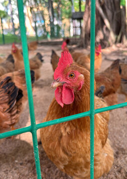农村养鸡场里养殖的土鸡
