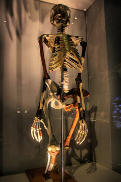 长臂猿骨骼化石