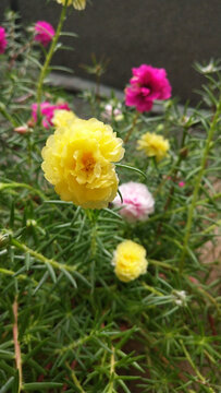 夏日灿烂太阳花