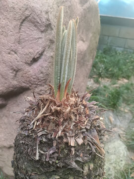 发芽的铁树
