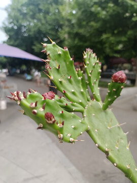 仙人掌花苞