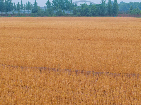 济南黄河岸边的金色麦田
