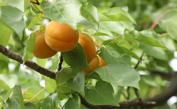 枝头上的杏
