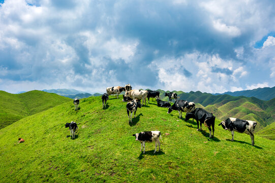 南山牧场奶牛