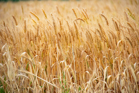 小麦丰收