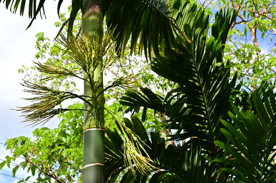 海南热带植物