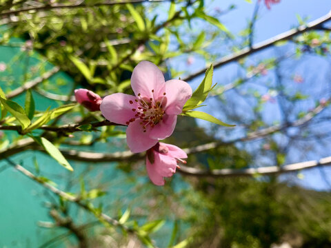 春天粉色桃花