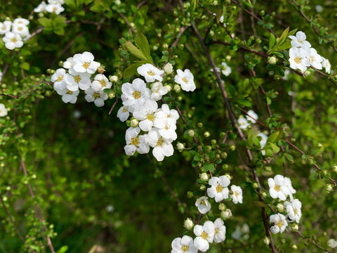 春天白色金樱子花