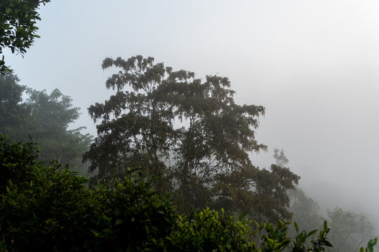 迷雾里的森林树木