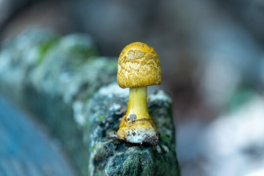 户外生长的蘑菇特写镜头