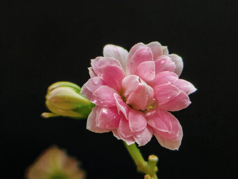 粉色长寿花花朵特写