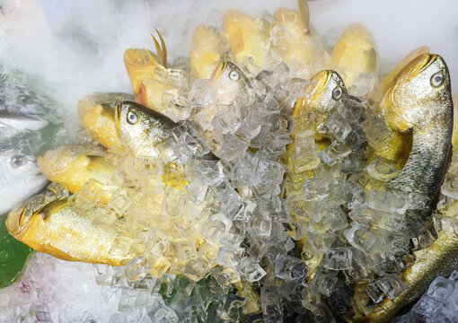 冰鲜黄花鱼